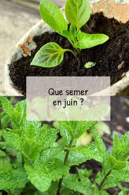 Que Semer En Juin Au Potager Fiches Pratiques Du Jardin En 2020 Potager Comment Planter Des Pommes De Terre Jardin Potager