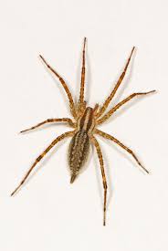 Some are used in courtship rituals while others are used to secure egg sacs. Agelenopsis Wikipedia