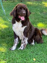 The 3rd largest of the great lakes; Lynn Kay Kennels Newfoundland Puppies Michigan Home Facebook