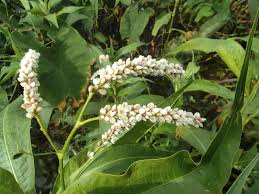 Image result for Persicaria senegalensis