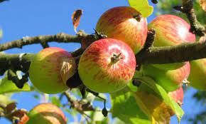 Most stone fruit trees grow best in warm climates, because they could become injured from severe cold. When And Why To Prune Fruit Trees In Central Nj Pa Organic Plant Care Llc Organic Lawn Plant Health Service In Hunterdon Morris Somerset Union Counties Nj And Bucks