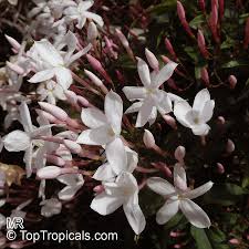 Image result for Jasminum schimperi