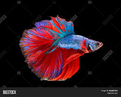 This coloring page features a gorgeous betta fish with a fun patterned background. Beautiful Betta Image Photo Free Trial Bigstock
