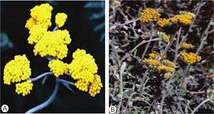 Image result for Helichrysum aureo-nitens