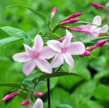However, jasminum x stephanense blossoms are pale pink. Jasminum Stephanense Plants Jasmine Plant Trees To Plant