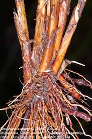 Image result for Eleocharis acutangula