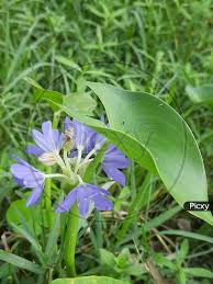 Image result for Pontederiaceae