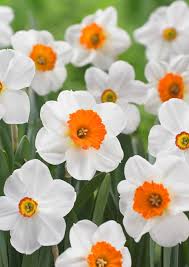 Our Top 10 Daffodils And Why We Love Them Longfield Gardens Daffodils Bulb Flowers Summer Bulbs