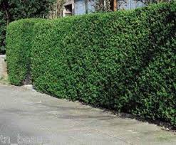 Pin By Gardengirl On Garden Fast Growing Hedge Plants Hedges Evergreen Landscape
