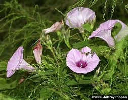 Image result for Ipomoea venosa