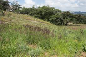 Image result for Digitaria gazensis