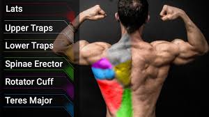 Find the best weight lifting exercises that target each muscle or groups of muscles. The Best Bodyweight Back Workout And Exercises Athlean X