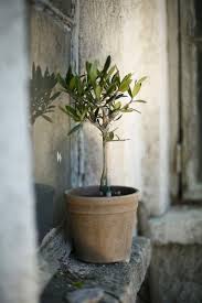 Moment S Bluhende Pflanzen Mediterraner Garten Pflanzen