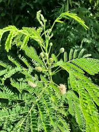 Image result for Leucaena leucocephala