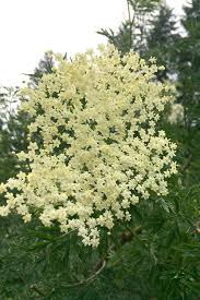 The shrub or tree will be. Elderflowers A Rare European Treat In Canada Chilliwack Progress