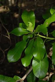 Image result for Inhambanella