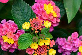 Flowers Pictures And Names Google Search Flower Photos Garden Flower Images