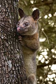 Image result for wikimedia commons possum
