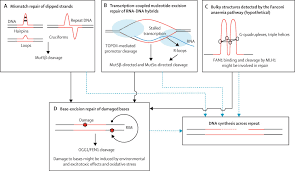 References In Dna Repair In The Trinucleotide Repeat Disorders The Lancet Neurology