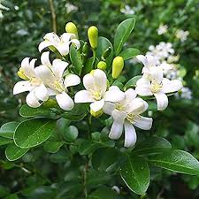 Image result for Murraya paniculata