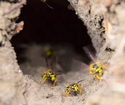 Find out how to remove the nest safely on your own. How To Remove Get Rid Of A Yellow Jacket Wasp Nest Kill The Wasps