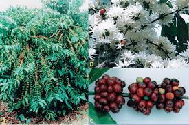 Image result for Coffea