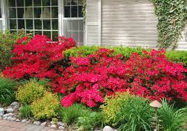 Azaleas And River Rocks Small Front Yard Landscaping Azaleas Landscaping Landscaping Shrubs