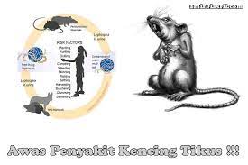 Penyakit ini disebabkan oleh bakteri leptospira interrogans. Pelajar Tingkatan Lima Maut Selepas Dijangkiti Kencing Tikus Wanista Com