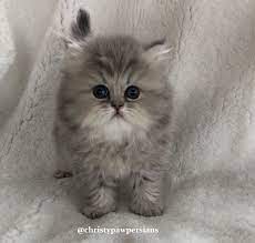 Originating in great britain, this breed stems from the british shorthair cats. Doll Face Persian Kittens For Sale Christypaw Persians Persian Kittens For Sale Persian Cat Doll Face Persian Kittens