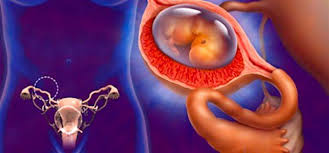 Desarrollo Fetal Temprano Semana 7 Edad Fetal 5 Semanas