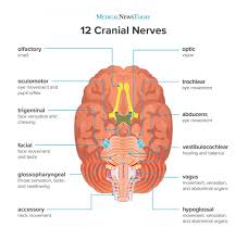 what are the 12 cranial nerves functions and diagram