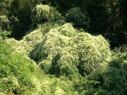 The plant scrambles over shrubs and other vegetation, and blocks the foliage of covered plants from available light, thus reducing their ability to photosynthesize. Silver Lace Vine Throws Down An Invasive Cloak Of Blooms