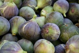 fig trees planting growing and harvesting figs the old