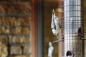 This makes the seed more likely to stay dry. How To Clean A Bird Feeder Diy