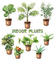 Hirt S Boxed Botany 12 Month House Plant Subscription Plants Indoor Plants House Plants