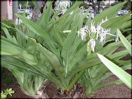 Image result for Crinum asiaticum