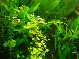 Ich suche hydrocotyle leucocephala / brasilianischen wassernabel. Wassernabel Mit Zu Kleinen Gelblichen Blattern Aquarium Forum