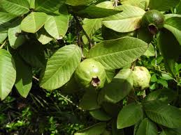 Image result for Psidium guajava
