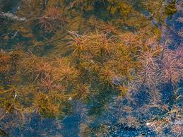 Image result for Pogostemon aquaticus