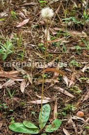 Image result for Gerbera piloselloides