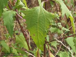 Image result for Sigesbeckia orientalis