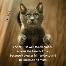 You know cats make amazing pets for plenty of reasons, but sometimes it can be hard to put into words exactly why they're so great. Funny Kittens And Cats Quotes With Adorable Photos
