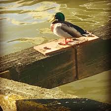 Pin By Aysun Mete On London Animals London Bird
