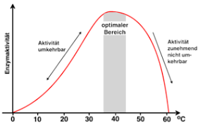 Bei zu niedrigen temperaturen friert die zelle ein, bei zu hohen temperaturen denaturieren die proteine. Exkurs B Enzyme Ohne Sie Geht Gar Nichts Teil 2