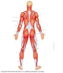 Human anatomy system human anatomy for reproductive inner blank head and neck muscles diagram muscular system diagram worksheet label muscles worksheet skull bones unlabeled anatomy and. Label The Major Muscles Back Quiz By Duncanholmes28
