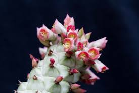 Image result for Monadenium