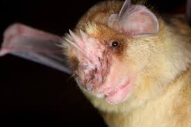 Image result for Triainolepis africana