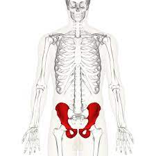These bones give your body structure, let you. Hip Bone Wikipedia