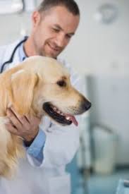 Dogs with alimentary lymphoma, which affects the intestines, may present with vomiting, abdominal pain, anorexia, diarrhea, and weight loss. Oncology Highlight Canine Lymphoma Austinvets Com