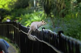 Check spelling or type a new query. Sciurus Carolinensis Jump From One Handrail On Another In Hyde Park London Capital City Of England Grey Squirrel Looks Into A Wild And Waits For Order Connection And Coexistence Photograph By